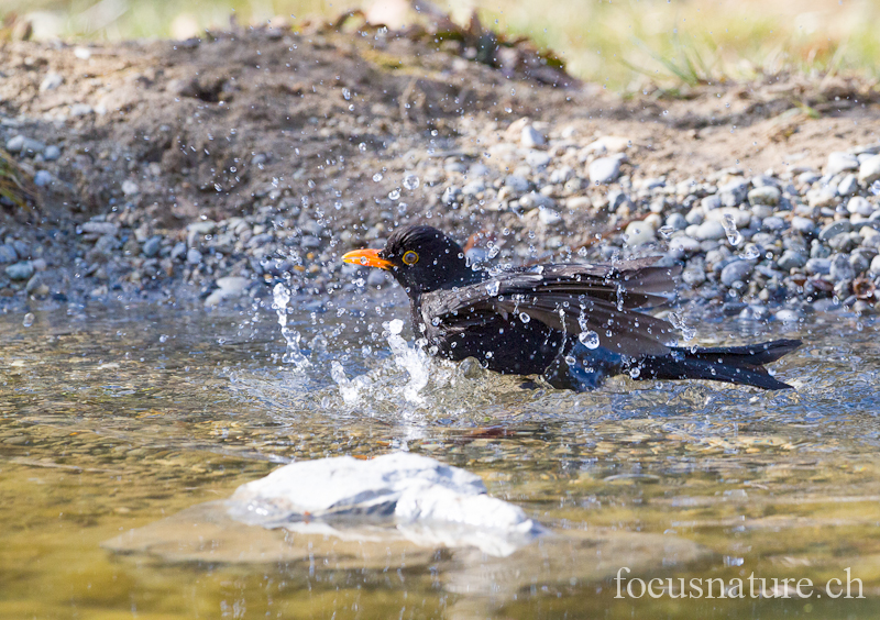 Merle noir 1065.jpg - Merle noirTurdus merulaCommon Blackbird (Ermitage, Genève, Suisse, mars 2012)